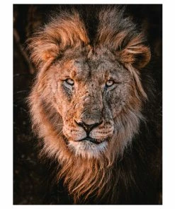 Merchant Amassador Photographers Collection - 1000 Pc. Puzzle - Hagg #11 -Toys R US F409AAE8 5